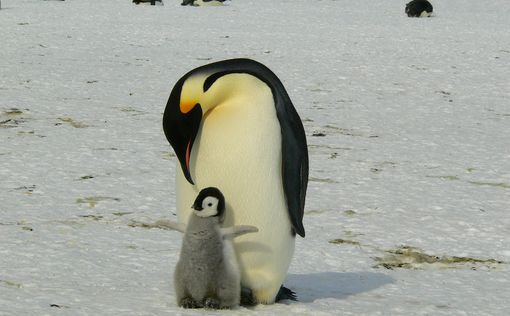 Императорские пингвины могут исчезнуть до 2100 года