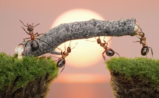 Борьба с муравьиными нашествиями