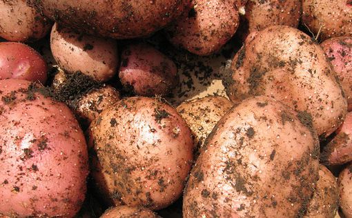 Ученые создали картошку с "биологическим оружием"