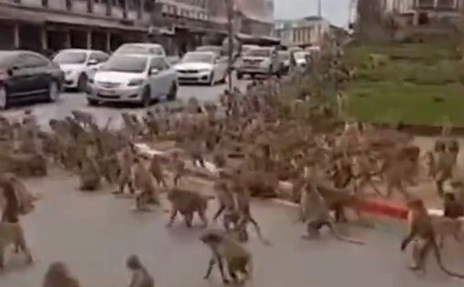В Таиланде банды обезьян захватили улицы