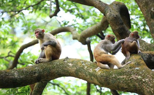 Индия: свирепые обезьяны убивают собак из "мести"