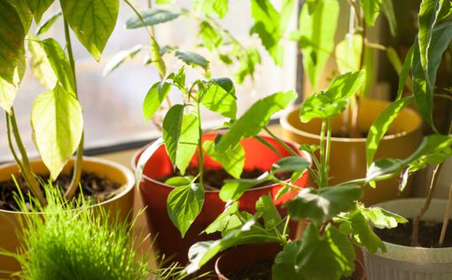 Комнатные растения вредны для здоровья