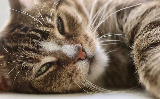 Настоящий прорыв: ученые наконец-то поняли, как мурлыкают коты