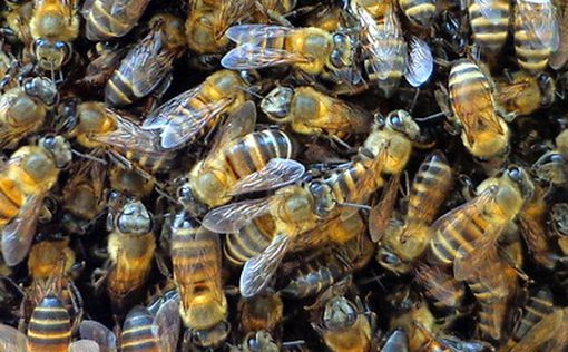 15 000 пчел в автомобиле | Фото: AFP