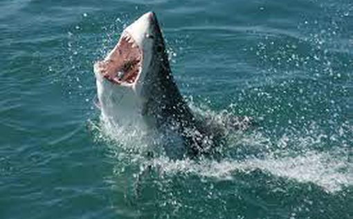 На Синае туристка лишилась руки после нападения акулы
