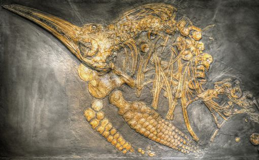 В Арктике обнаружены останки древнейших ихтиозавров