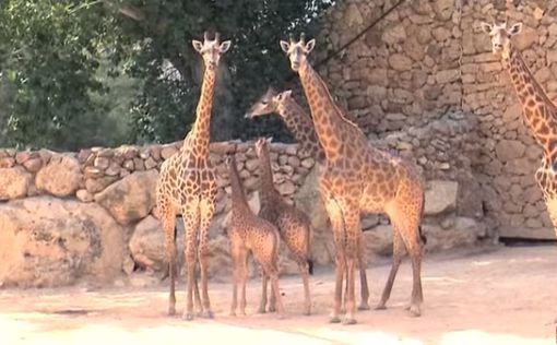 Маленького жирафа назвали в честь песни Неты Барзилай