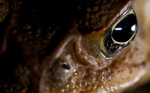 Бразильские жабы угрожают Австралии