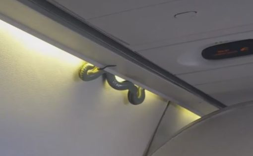 Паника в самолете: на голову пассажирам упала живая змея