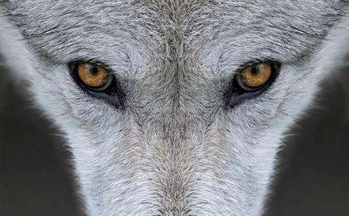 Голаны: Волк напал на шестерых туристов