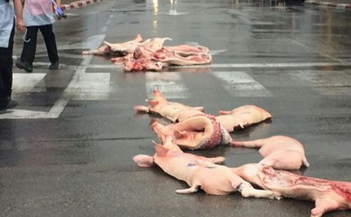 25 свиней на улице Ришон Ле-Циона