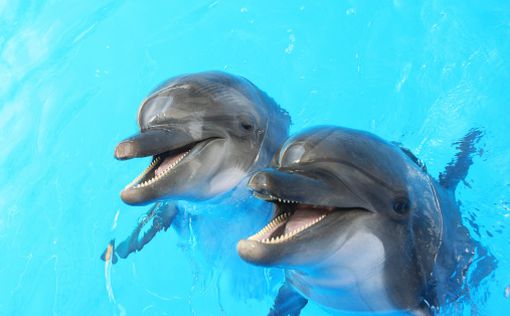 Дельфин – это “личность”