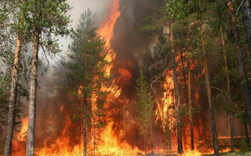 В Австралии ожидают худшие лесные пожары за 30 лет