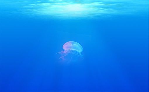 В Марселе десятки пловцов подверглись нападению медуз