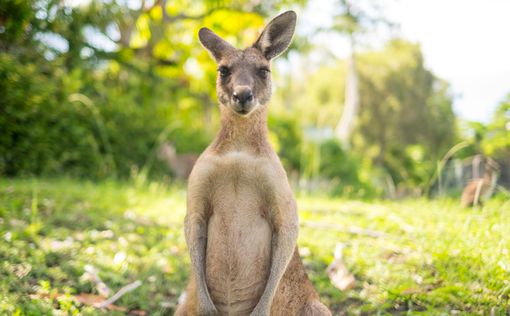 Австралиец подрался с кенгуру