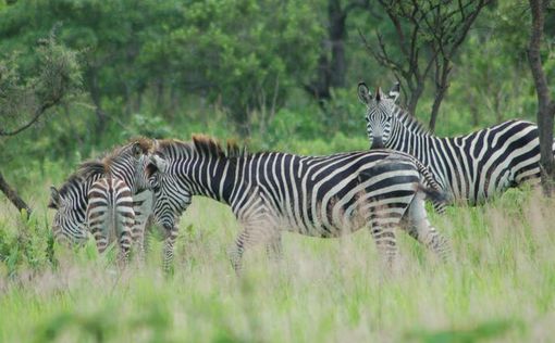 Ученые раскрыли тайну полосатости зебр