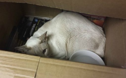 Кошка в Британии прожила 8 дней в коробке и чудом выжила