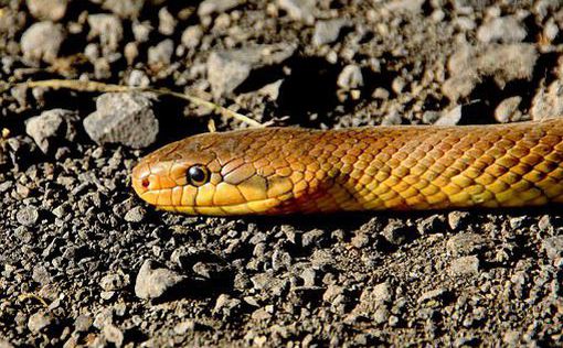 Биологи обнаружили змей с уникальным способом передвижения