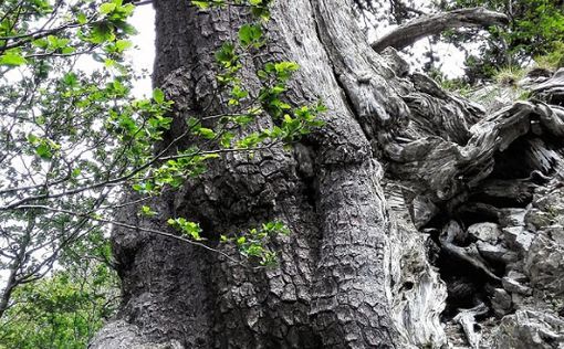 В Италии найдено самое старое дерево - 1230 лет