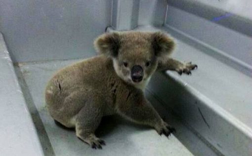 Австралийская полиция арестовала коалу-хулигана