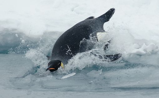 Побережье Уругвая усеяно тысячами мертвых пингвинов