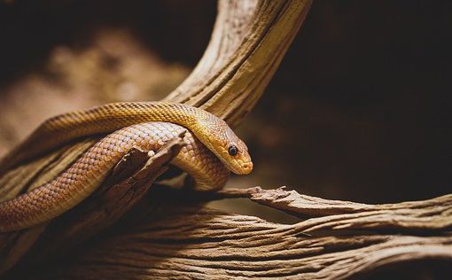 Нападение змеи: подросток в тяжелом состоянии