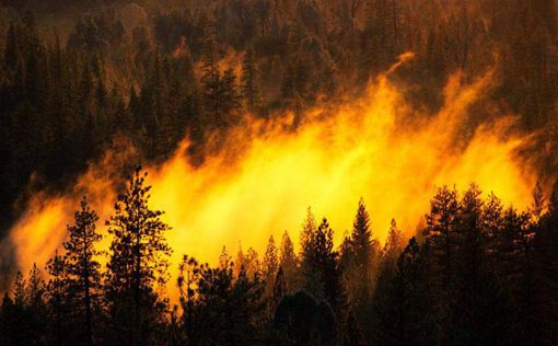 Пожары в Сибири приведут к экологической катастрофе