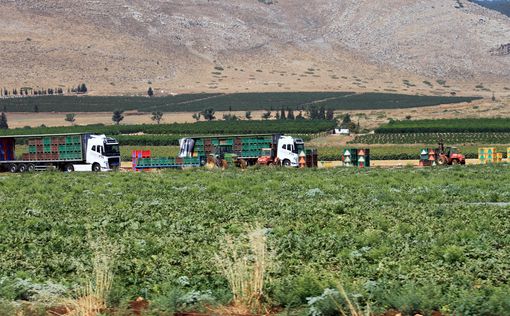 Количество израильских ферм сократилось на 61%