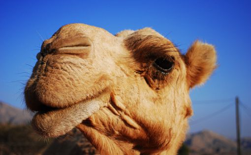 Саудовские верблюды перестали быть "священной коровой"