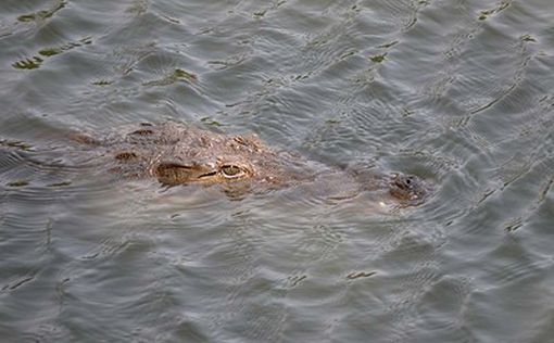 5-метровый крокодил напал на рыбаков | Фото: AFP