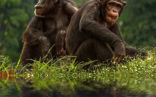 Шимпанзе учатся говорить тем же способом, что и человек, — исследование