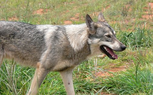 Бешеная собака обнаружена в кибуце Шанир в Верхней Галилее