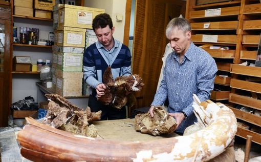 Российские ученые открыли новый вид динозавров в Сибири