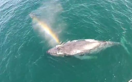 Горбатый кит сделал идеальную радугу