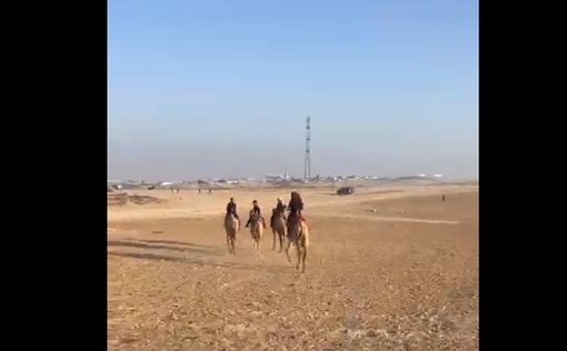 Негев: бедуинские дети добираются до школы на верблюдах