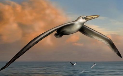 Найдены кости "самой большой" летающей птицы в истории