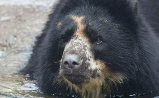 В США медведь второй раз за месяц сбежал из зоопарка