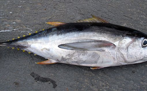 На аукционе в Японии продали 212-килограммового тунца за $271 тысячу