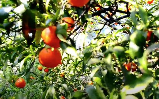 Финляндия отклонила 104 000 кг апельсинов из Израиля