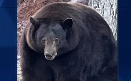 В США толстый медведь терроризирует город: видео