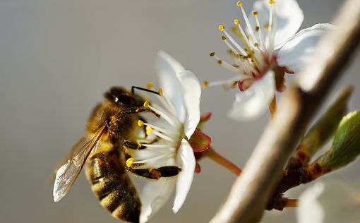 Урожай под угрозой: потепление климата заставляет пчел просыпаться раньше срока