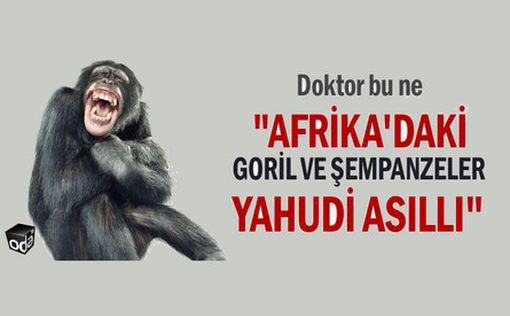 Турецкий журналист: гориллы в Африке – мутировавшие евреи
