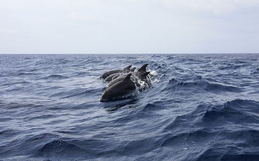 В Черном море участились случаи гибели дельфинов