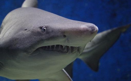 На популярном египетском курорте акула откусила туристке руку и ногу