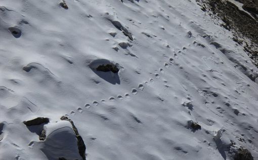 Экскурсовод нашел в Гималаях следы "йети"
