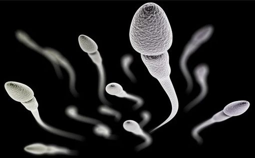 В лаборатории израильского университета вырастили сперму "в пробирке"