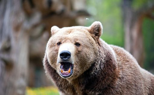 "Робоволки" наводят ужас на японских медведей