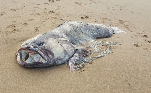 На берег Австралии выплыла "рыба-монстр"