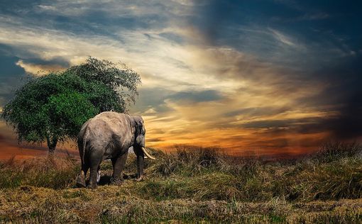 Самый верный и одинокий слон нашел подругу