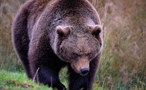 Медведь гризли убил двух туристов в Канаде